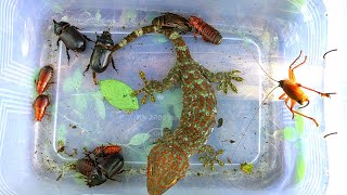 I caught vicious geckos and swarms of exotic insects by Insect hunting 334,958 views 3 months ago 8 minutes, 28 seconds