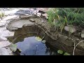 Koi Pond Cleaning! Чистка пруда с карпами кои! 8 августа 2022