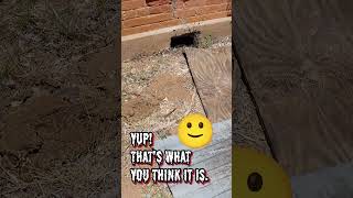 We Never Saw the Rattlesnake... 😳🐍