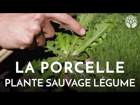 Vidéo: 22 Aliments Sauvages Que Vous Pouvez Trouver Dans Votre Ville - Réseau Matador