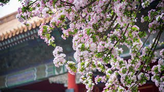 Blossom China: Flower admiring puts the spring in Beijing