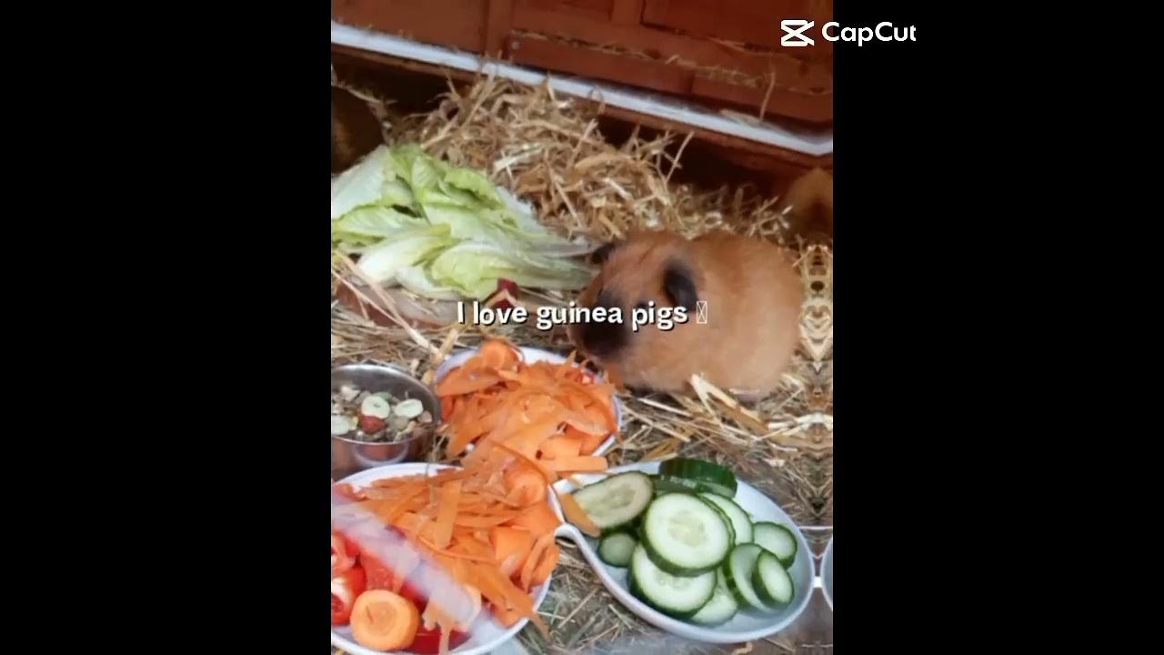 Unsere süßen Meerschweine /guinea pigs beim Essen ️ YouTube