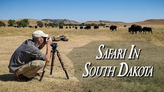 Safari in South Dakota | Nature & Wildlife Photography | Custer State Park