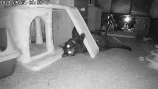 Olive Cam - Night of 3rd May/Early hours of 4th May 2023