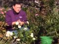 Protecting Roses for the Winter Protecting Roses for the Winter