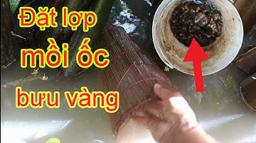 Đặt lợp cá bống dừa bằng mồi ốc bươu vàng, rất đơn giản | NI NGUYỄN TV #306