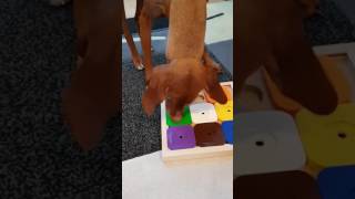 Dog Sudoku Rainbow Edition - My Intelligent Dogs® by My Intelligent Dogs® 1,406 views 7 years ago 1 minute, 52 seconds