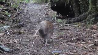 Wild Kiwi on Rakiura track Stewart Island