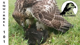 How to train an early trapped passage redtailed hawk to hunt squirrels for falconry