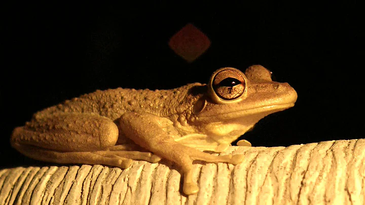 Frogs and Toads Croaking FYV - DayDayNews