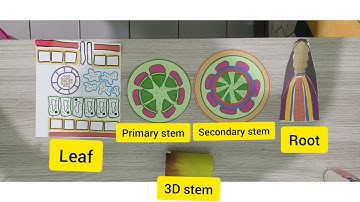 VIDEO LAB PRACTICAL 2 BIS3003