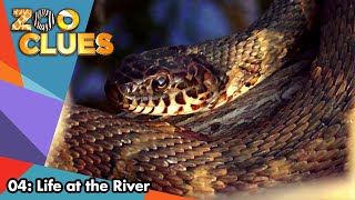 Zoo Clues | Season 2 | Episode 4 | Life At The River | Bill Lloyd Zoo Clues | Season 2 | Episode 4 | Life At The River | Bill Lloyd