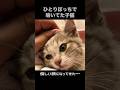 【美猫】迷子の子猫をほっとけなかった#shorts