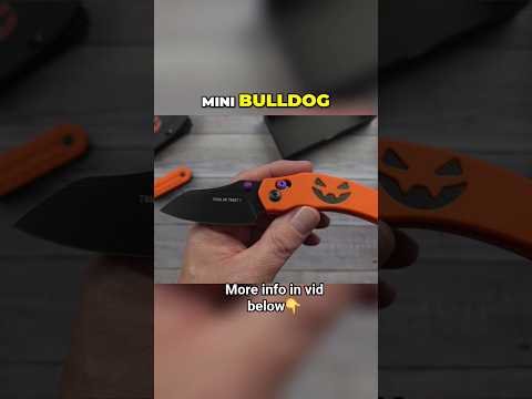 Mini Bulldog Holloween Edition!