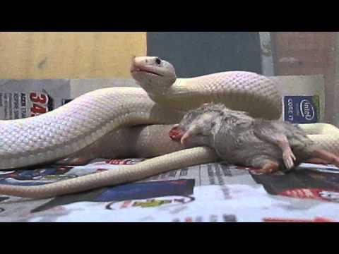 elaphe obsoleta leucistica