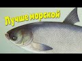 Единственная речная рыба у которой пользы больше чем у морской!