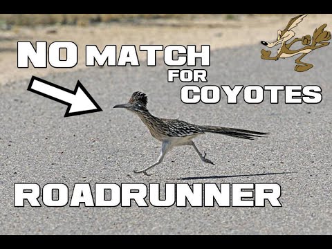 Vídeo: Estão roadrunners no arizona?