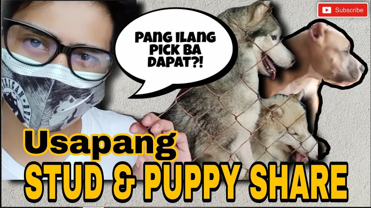 Stud Fee And Puppy Share Deals