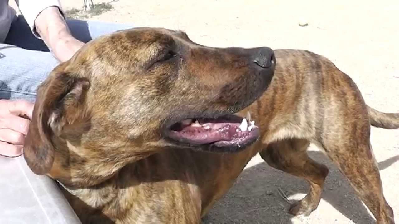 plott hound lab mix puppy