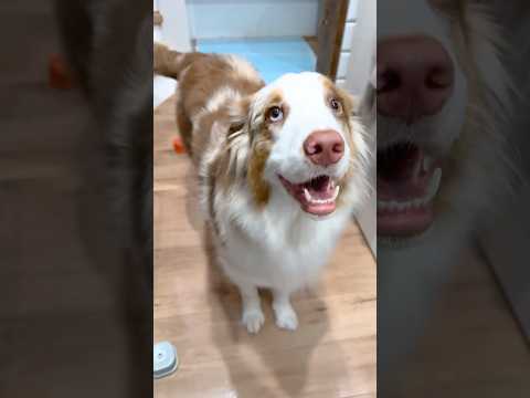 今日も会話ボタンで飼い主と言い合いする犬が可愛い😂【オーストラリアンシェパード・ボーダーコリー】#shorts