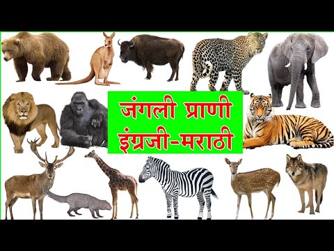 Learn Animals names with Pictures in English and Marathi | Farm Wild Animals  for kids - YouTube