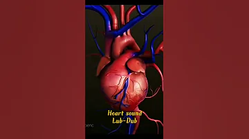 Heart Sound Lub Dub Heartbeat 