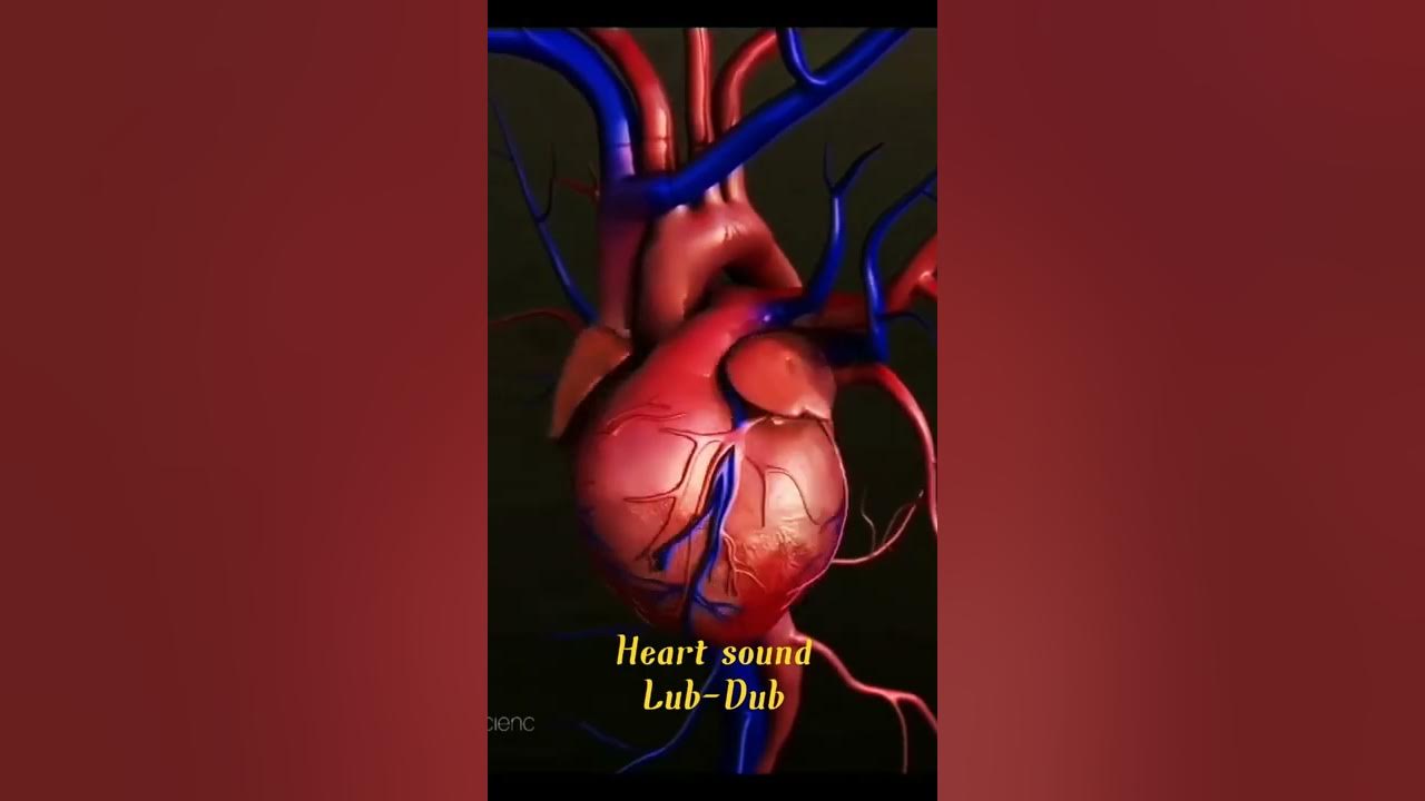 Heart sound...Lub-Dub..          Heartbeat......