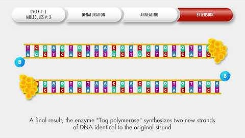 Animated conventional PCR procedure — OPERON