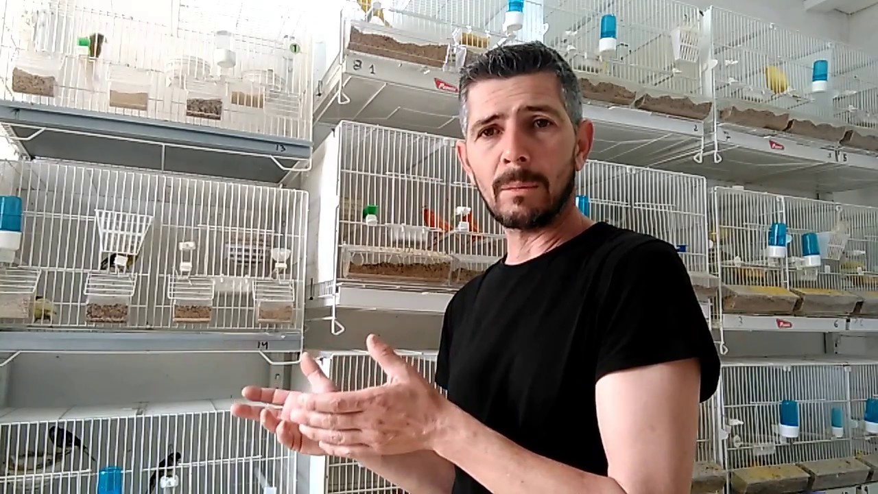 Canarios que no entran en celo - YouTube