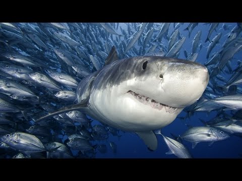 Video: Umweltschutzmaßnahmen Für Mako-Haie Und Nashornrochen