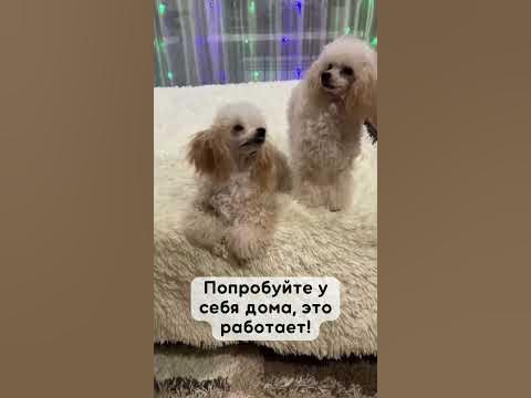 Как размножаются собаки - YouTube