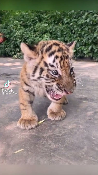 Bagaimana suara bayi harimau
