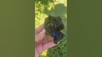 Ra vườn là có ăn 😋 #vuonnha #fruit #food