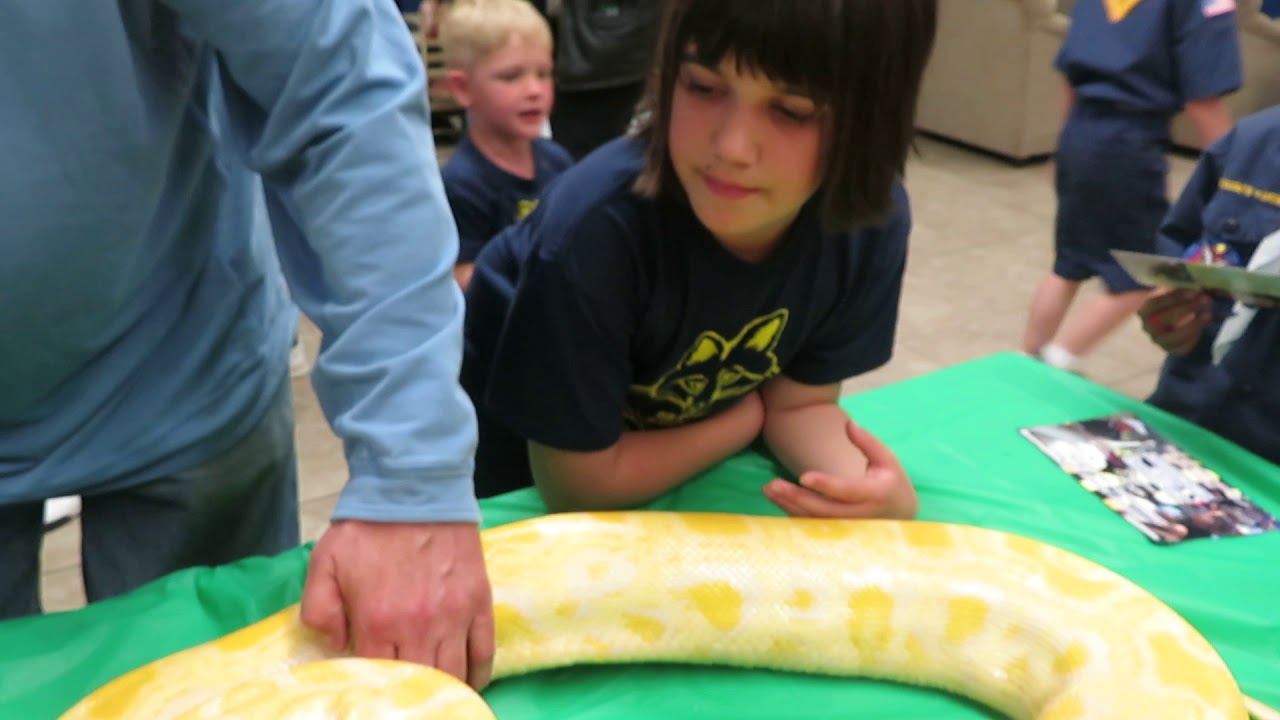 rat snakes in alabama Brian Gundy Does Reptile Show For San Jose Cub Scout Pack # 334