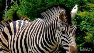 Zebra звуки зебры 🦓 #sleep #animals