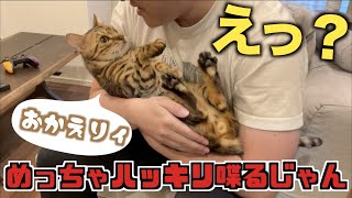 お迎え塩対応だけど「おかえり」は言ってくれる猫