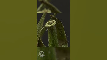 close up objects quiz#shorts  macro video ,funny video