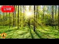 🔴 Stress Relief and Meditation Music, Peaceful Music, Soothing Music for Relaxing, Forest Sounds