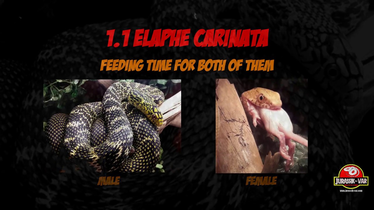 reptiles en ligne ELAPHE CARINATA - Séance de nourrissage