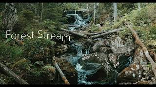 Forest River Stream: The Sounds of River, Relaxing and Meditation sounds | Nature Sounds