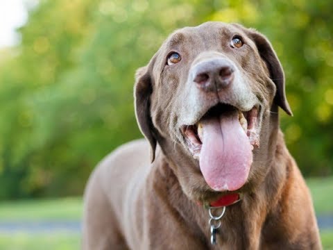 Hund sabbert: 6 Gründe für starkes Speicheln