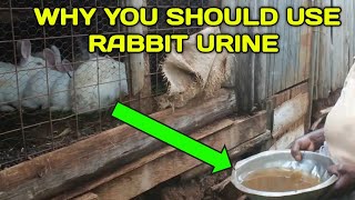 How To Use Rabbit Urine As Fertilizer And Pesticide