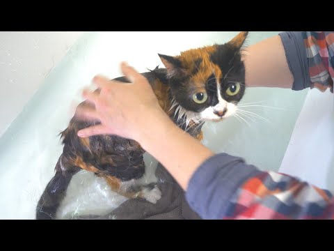 Видео: Оберните свою кошку полотенцем за 5 шагов без царапин
