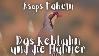 Äsops Fabeln • DAS REBHUHN UND DIE HÜHNER