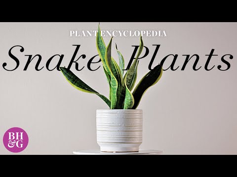 Video: Informacije o biljci Snakebush - Saznajte više o uzgoju Snakebush biljaka