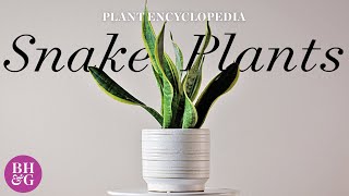 Everything You Need to Know About Snake Plants | Plant Encyclopedia | Better Homes & Gardens by Better Homes and Gardens 2,168 views 1 year ago 1 minute, 53 seconds