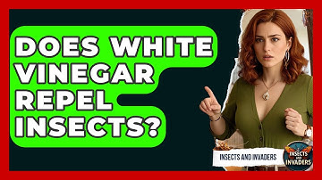 Does White Vinegar Repel Insects? - Insects and Invaders