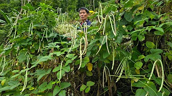 Old Man Harvests Long Beans on Mountain & Cooks Fried Fish with Stir-Fried Beans | Solo Survival