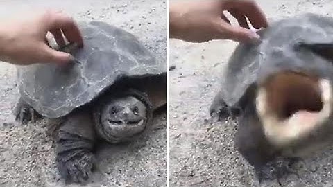 Turtle Attack Compilation