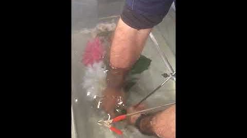 Downrigger for freezing objects in ice